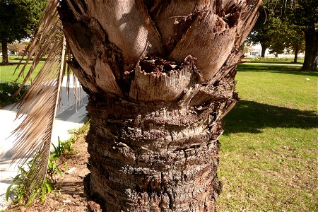 Palm in Fortín Olavarría, Buenos Aires, Argentina.