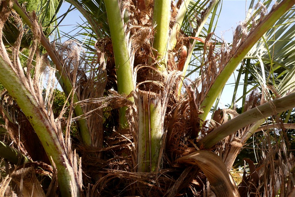 Palm in Fortín Olavarría, Buenos Aires, Argentina.