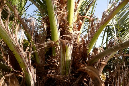 Palm in Fortín Olavarría, Buenos Aires, Argentina.