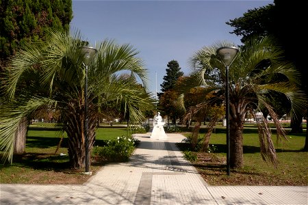 Palms in Fortín Olavarría, Buenos Aires, Argentina.