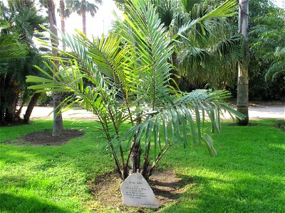 Palmtree Arenga engleri in the garden of the villa Maria Serena in Menton (Alpes-Maritimes, France). Identified by botanic label. photo