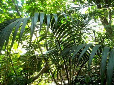 Palm tree of the Arenga genus in the tropical greenhouse of the Bochum botanical garden.
