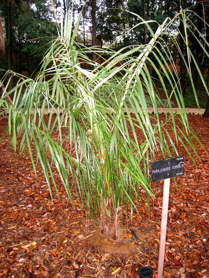 Parajubaea torallyi - Royal Botanical Garden, Madrid, Spain. I took this photograph.