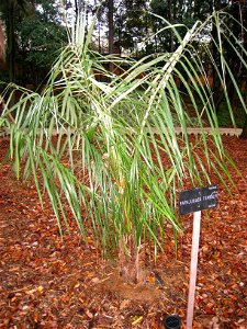 Parajubaea torallyi - Royal Botanical Garden, Madrid, Spain. I took this photograph.
