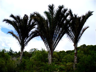 Kosi Palm photo