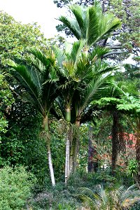 Rhopalostylis baueri, Kermadec Nikau, University of Auckland, New Zealand.