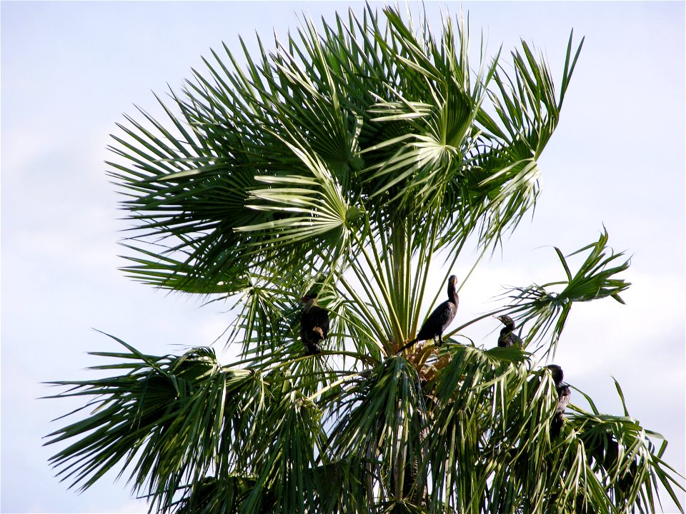 Neotropical Cormorants and a Southern Caracara in a Copernicia alba tree