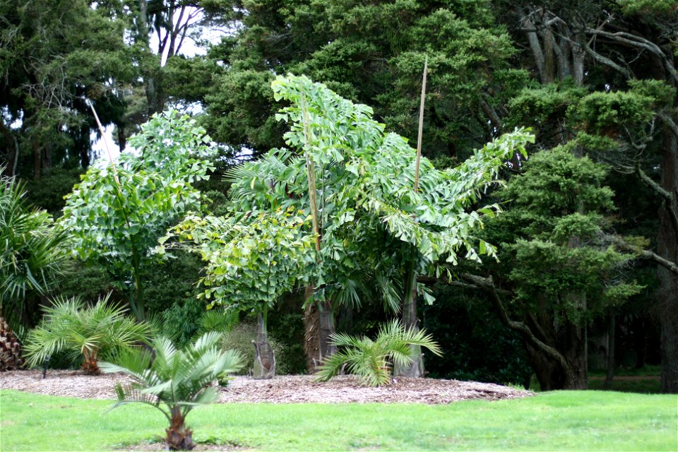 Four young specimens of Caryota obtusa, Auckland Botanic Gardens, Manukau City, New Zealand.
