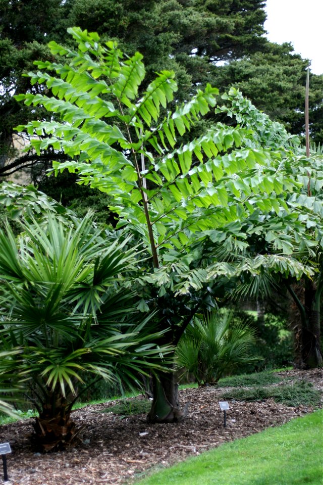 Caryota obtusa, Manukau, Auckland, New Zealand.