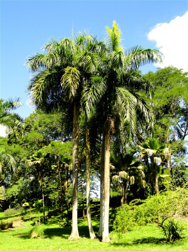 San Juan Botanical Garden (Botanical Garden of the University of Puerto Rico), Río Piedras, Puerto Rico.