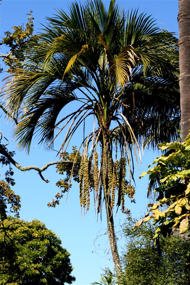 Howea belmoreana a palm endemic to Lord Howe Island, Australia, growing in cultivation at the University of Auckland, New Zealand.