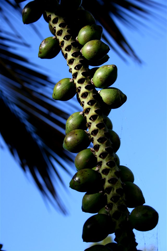Fruits of Howea belmoreana a palm endemic to Lord Howe Island, Australia, growing in cultivation at the University of Auckland, New Zealand.