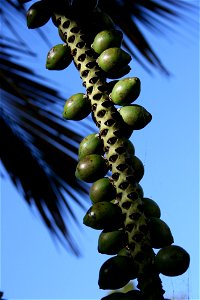 Fruits of Howea belmoreana a palm endemic to Lord Howe Island, Australia, growing in cultivation at the University of Auckland, New Zealand.