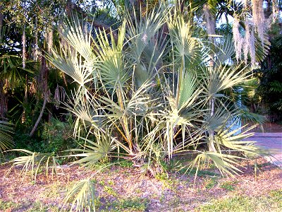 Hyphaene coriacea Tampa, Florida