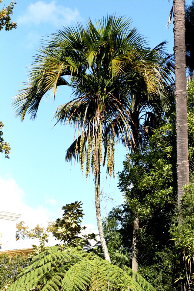 Howea belmoreana a palm endemic to Lord Howe Island, Australia, growing in cultivation at the University of Auckland, New Zealand.