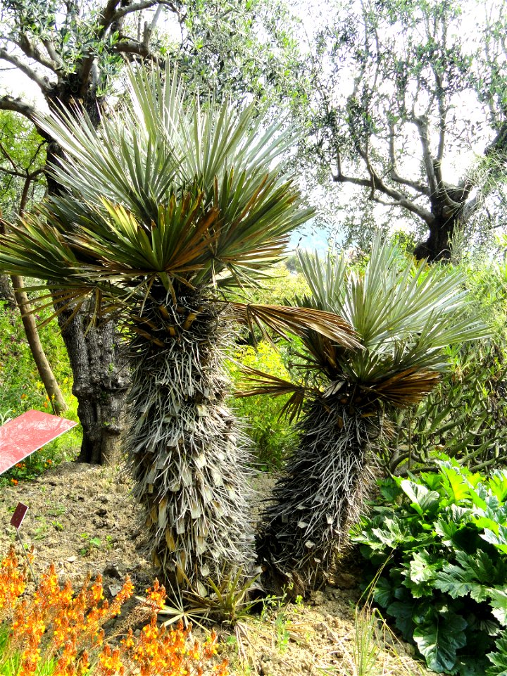 Trithrinax campestris specimen in the Jardin botanique du Val Rahmeh, Menton, Alpes-Maritimes, France.