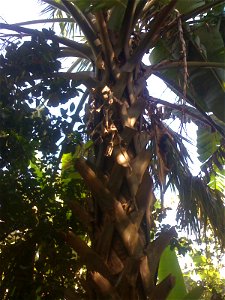 Esta Palmera es conocida comunmente en El Salvador como Palma de Sombrero, esta ubicada en la ciudad de Nejapa, San Salvador, El Salvador.