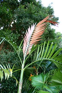 Chambeyronia macrocarpa, a palm native to New Caledonia, growing in cultivation at Kerikeri, North Island, New Zealand.