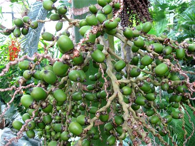 A picture of the fruit of Chambeyronia macrocarpa.