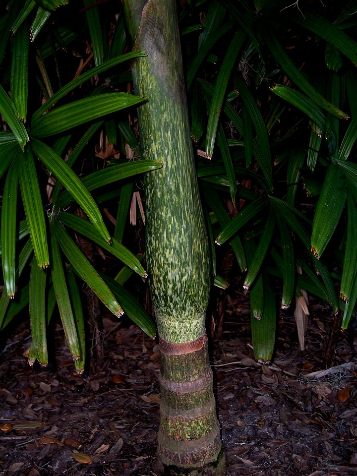"Watermelon" colored crownshaft of Chambeyronia macrocarpa