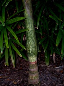 "Watermelon" colored crownshaft of Chambeyronia macrocarpa
