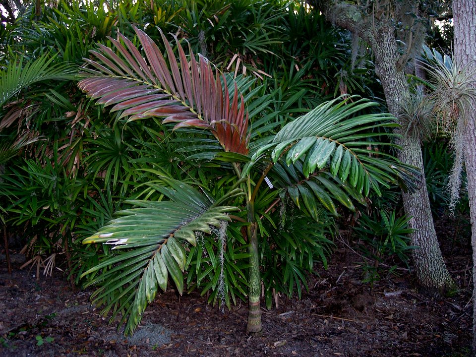 A young Chambeyronia macrocarpa with colored new foliage