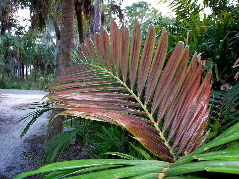 New red-colored leaf