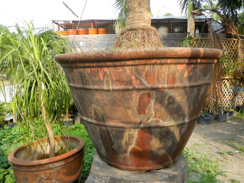 Coccothrinax crinita guano barbudo, guano petate,  Old man palm, palma petate) in the Garden City of Guiguinto, Bulacan Barangay Santa Cruz 14°50'33"N  120°52'13"E Guiguinto, Bulacan Garden City of Gu