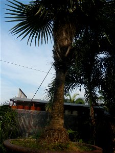 Coccothrinax crinita guano barbudo, guano petate,  Old man palm, palma petate) in the Garden City of Guiguinto, Bulacan Barangay Santa Cruz 14°50'33"N  120°52'13"E Guiguinto, Bulacan Garden City of Gu