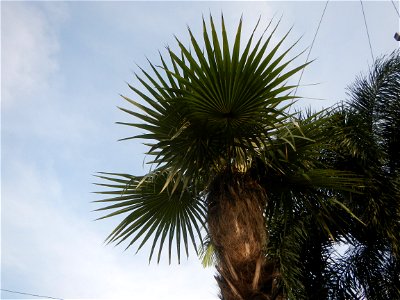 Coccothrinax crinita guano barbudo, guano petate,  Old man palm, palma petate) in the Garden City of Guiguinto, Bulacan Barangay Santa Cruz 14°50'33"N  120°52'13"E Guiguinto, Bulacan Garden City of Gu