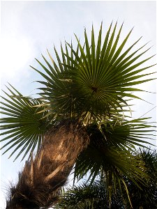 Coccothrinax crinita guano barbudo, guano petate,  Old man palm, palma petate) in the Garden City of Guiguinto, Bulacan Barangay Santa Cruz 14°50'33"N  120°52'13"E Guiguinto, Bulacan Garden City of Gu