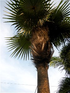 Coccothrinax crinita guano barbudo, guano petate,  Old man palm, palma petate) in the Garden City of Guiguinto, Bulacan Barangay Santa Cruz 14°50'33"N  120°52'13"E Guiguinto, Bulacan Garden City of Gu
