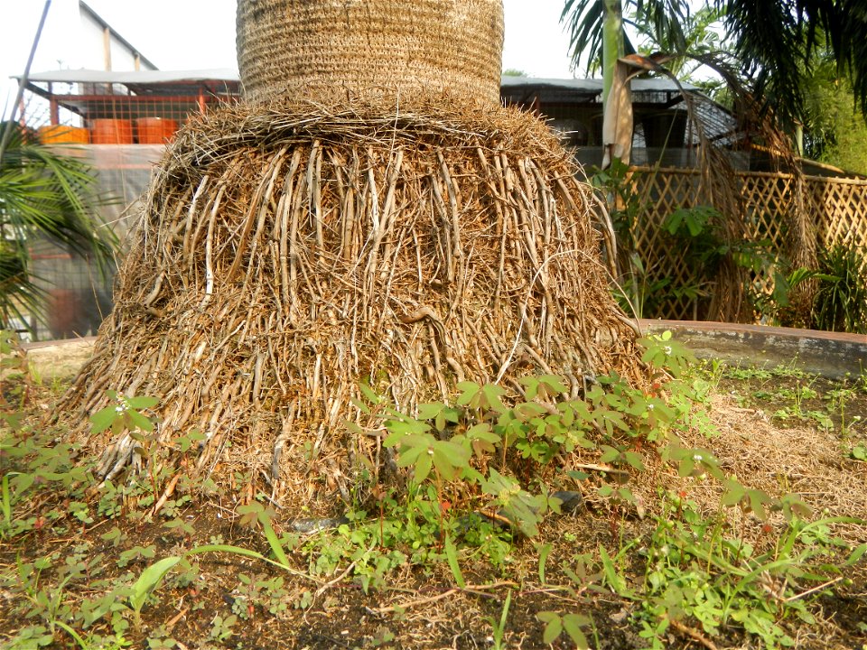 Coccothrinax crinita guano barbudo, guano petate,  Old man palm, palma petate) in the Garden City of Guiguinto, Bulacan Barangay Santa Cruz 14°50'33"N  120°52'13"E Guiguinto, Bulacan Garden City of Gu