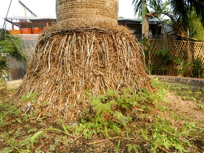 Coccothrinax crinita guano barbudo, guano petate,  Old man palm, palma petate) in the Garden City of Guiguinto, Bulacan Barangay Santa Cruz 14°50'33"N  120°52'13"E Guiguinto, Bulacan Garden City of Gu