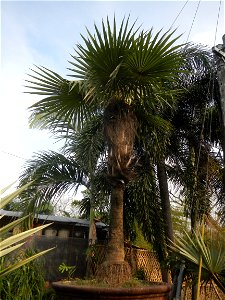 Coccothrinax crinita guano barbudo, guano petate,  Old man palm, palma petate) in the Garden City of Guiguinto, Bulacan Barangay Santa Cruz 14°50'33"N  120°52'13"E Guiguinto, Bulacan Garden City of Gu