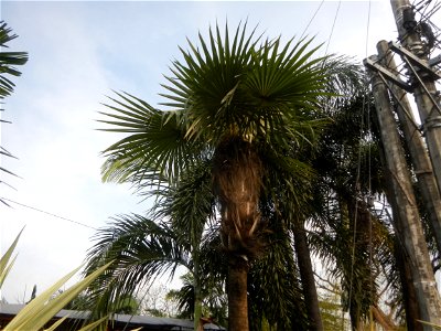 Coccothrinax crinita guano barbudo, guano petate,  Old man palm, palma petate) in the Garden City of Guiguinto, Bulacan Barangay Santa Cruz 14°50'33"N  120°52'13"E Guiguinto, Bulacan Garden City of Gu
