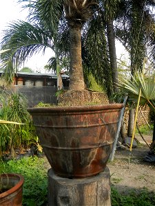 Coccothrinax crinita guano barbudo, guano petate,  Old man palm, palma petate) in the Garden City of Guiguinto, Bulacan Barangay Santa Cruz 14°50'33"N  120°52'13"E Guiguinto, Bulacan Garden City of Gu