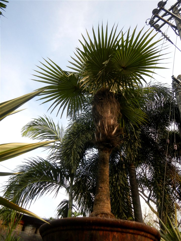Coccothrinax crinita guano barbudo, guano petate,  Old man palm, palma petate) in the Garden City of Guiguinto, Bulacan Barangay Santa Cruz 14°50'33"N  120°52'13"E Guiguinto, Bulacan Garden City of Gu