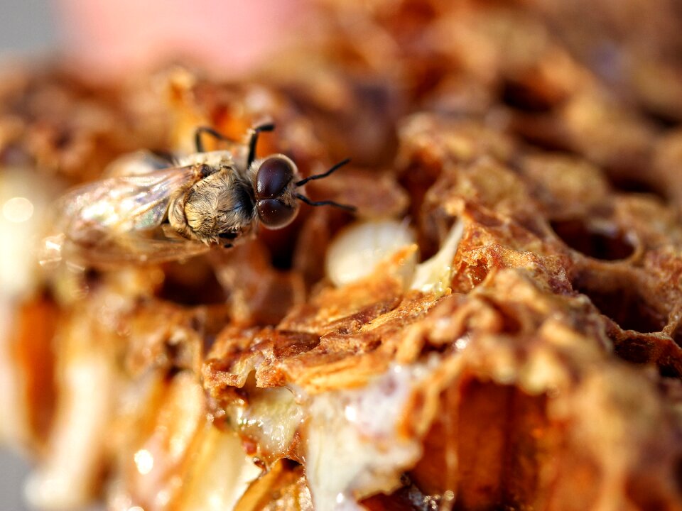 Small honeycomb honey
