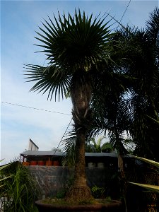 Coccothrinax crinita guano barbudo, guano petate,  Old man palm, palma petate) in the Garden City of Guiguinto, Bulacan Barangay Santa Cruz 14°50'33"N  120°52'13"E Guiguinto, Bulacan Garden City of Gu