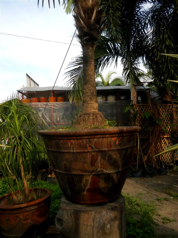 Coccothrinax crinita guano barbudo, guano petate,  Old man palm, palma petate) in the Garden City of Guiguinto, Bulacan Barangay Santa Cruz 14°50'33"N  120°52'13"E Guiguinto, Bulacan Garden City of Gu