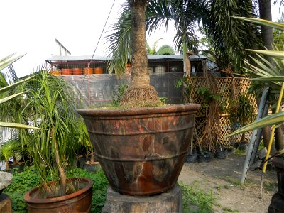 Coccothrinax crinita guano barbudo, guano petate,  Old man palm, palma petate) in the Garden City of Guiguinto, Bulacan Barangay Santa Cruz 14°50'33"N  120°52'13"E Guiguinto, Bulacan Garden City of Gu