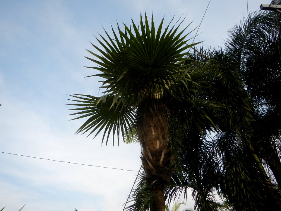 Coccothrinax crinita guano barbudo, guano petate,  Old man palm, palma petate) in the Garden City of Guiguinto, Bulacan Barangay Santa Cruz 14°50'33"N  120°52'13"E Guiguinto, Bulacan Garden City of Gu