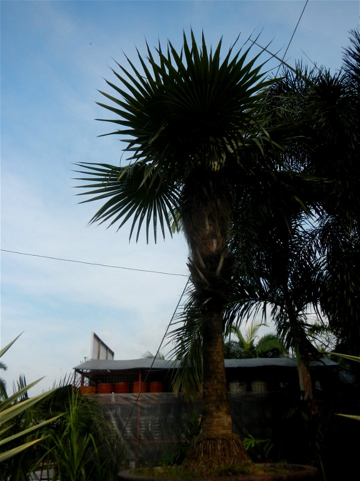 Coccothrinax crinita guano barbudo, guano petate,  Old man palm, palma petate) in the Garden City of Guiguinto, Bulacan Barangay Santa Cruz 14°50'33"N  120°52'13"E Guiguinto, Bulacan Garden City of Gu
