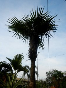 Coccothrinax crinita guano barbudo, guano petate,  Old man palm, palma petate) in the Garden City of Guiguinto, Bulacan Barangay Santa Cruz 14°50'33"N  120°52'13"E Guiguinto, Bulacan Garden City of Gu