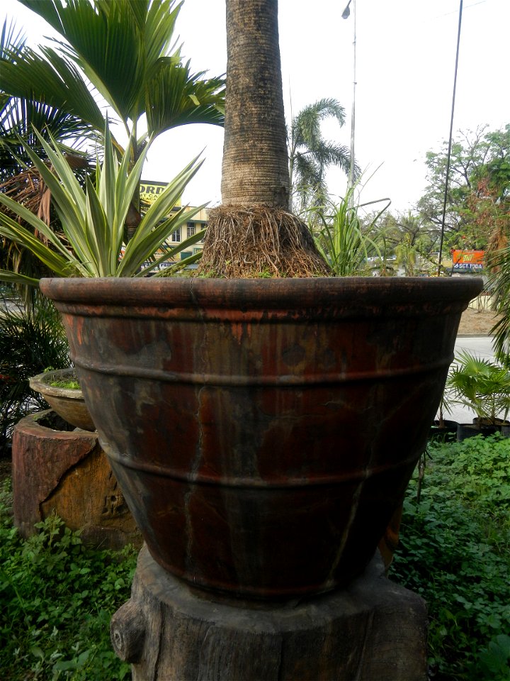Coccothrinax crinita guano barbudo, guano petate,  Old man palm, palma petate) in the Garden City of Guiguinto, Bulacan Barangay Santa Cruz 14°50'33"N  120°52'13"E Guiguinto, Bulacan Garden City of Gu