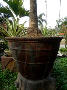 Coccothrinax crinita guano barbudo, guano petate,  Old man palm, palma petate) in the Garden City of Guiguinto, Bulacan Barangay Santa Cruz 14°50'33"N  120°52'13"E Guiguinto, Bulacan Garden City of Gu