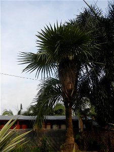 Coccothrinax crinita guano barbudo, guano petate,  Old man palm, palma petate) in the Garden City of Guiguinto, Bulacan Barangay Santa Cruz 14°50'33"N  120°52'13"E Guiguinto, Bulacan Garden City of Gu