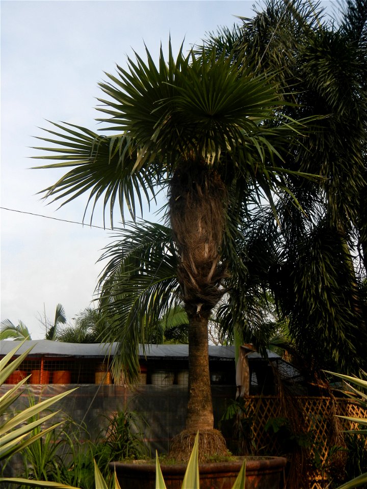 Coccothrinax crinita guano barbudo, guano petate,  Old man palm, palma petate) in the Garden City of Guiguinto, Bulacan Barangay Santa Cruz 14°50'33"N  120°52'13"E Guiguinto, Bulacan Garden City of Gu