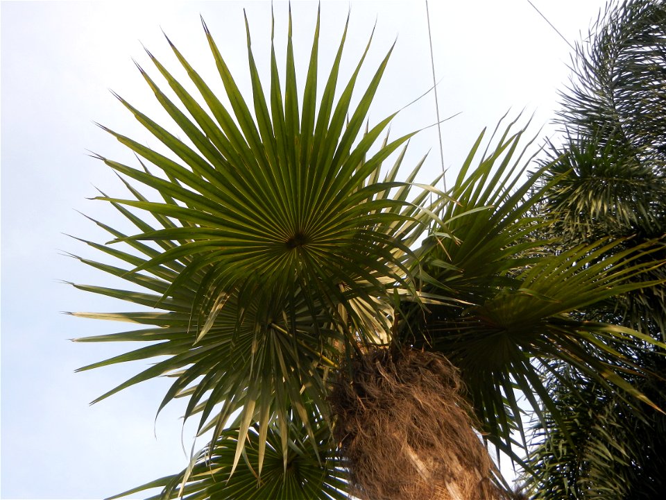 Coccothrinax crinita guano barbudo, guano petate,  Old man palm, palma petate) in the Garden City of Guiguinto, Bulacan Barangay Santa Cruz 14°50'33"N  120°52'13"E Guiguinto, Bulacan Garden City of Gu